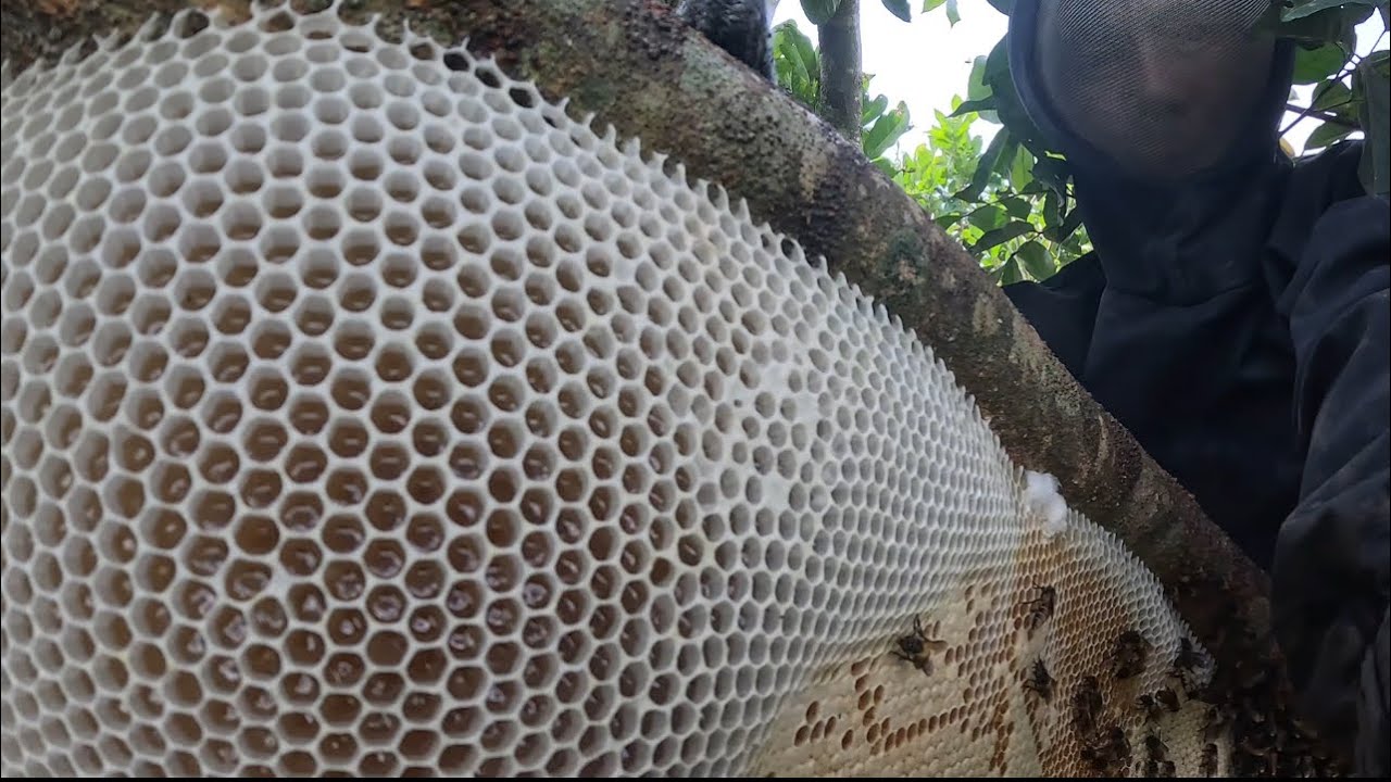 Quá khủng! tổ Ong đóng trên cây chôm chôm có bầu mật siêu phẩm 