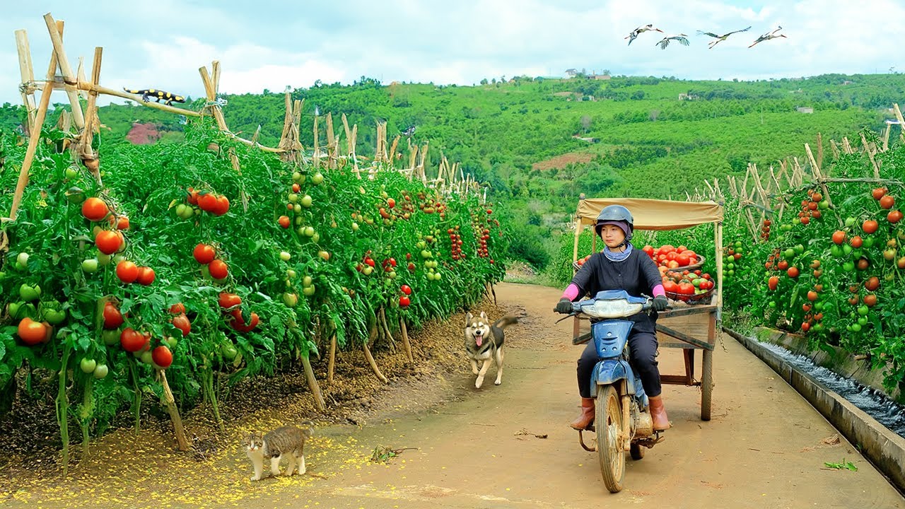Harvest A Truckload Of Tomatoes After 90 Days Of Growing To Sell At The Market,Care For Animals,Farm