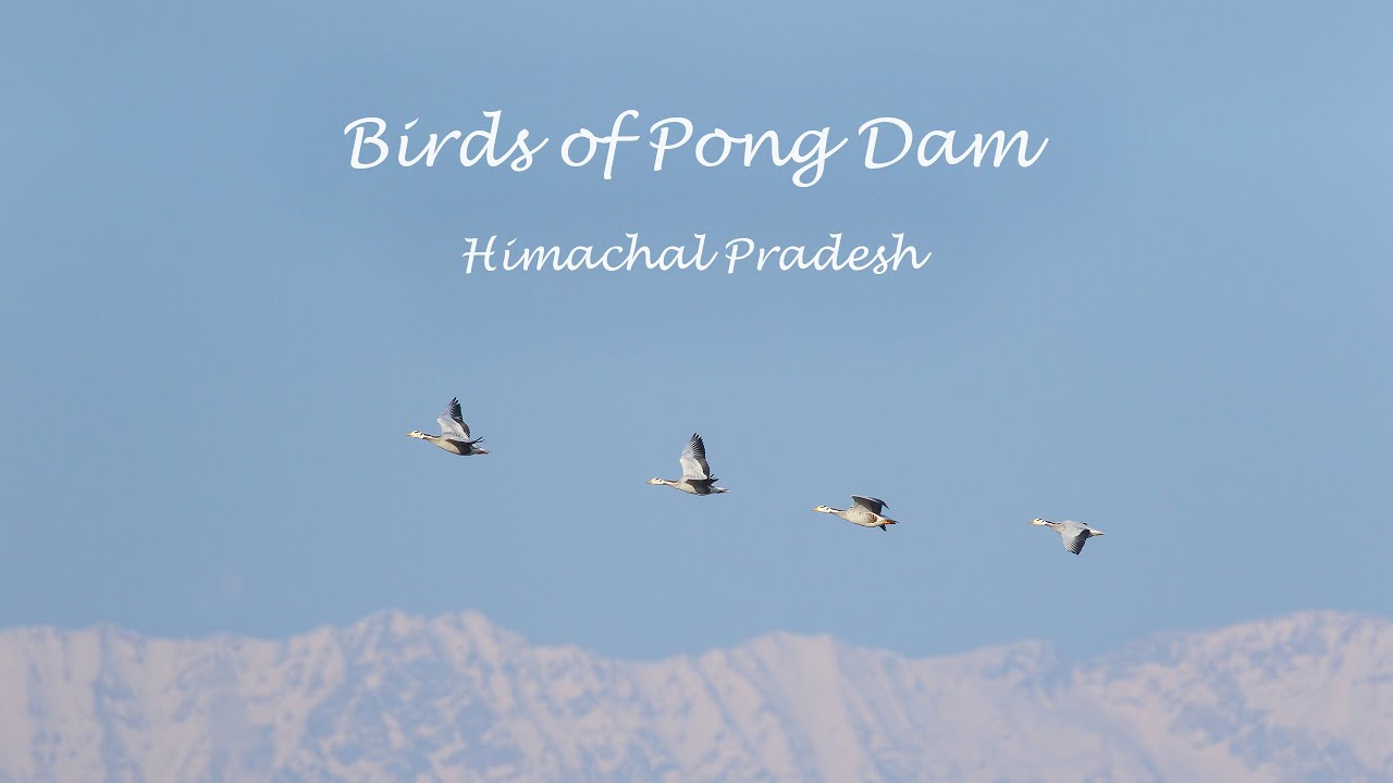 Birds of Pong Dam | Maharana Pratap Sagar | Himachal Pradesh | Birds of India