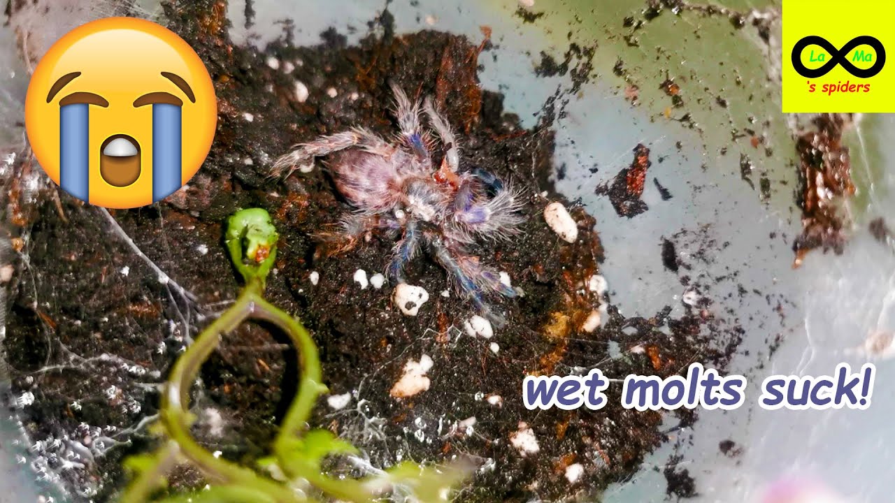 Tarantula WET MOLTS suck!