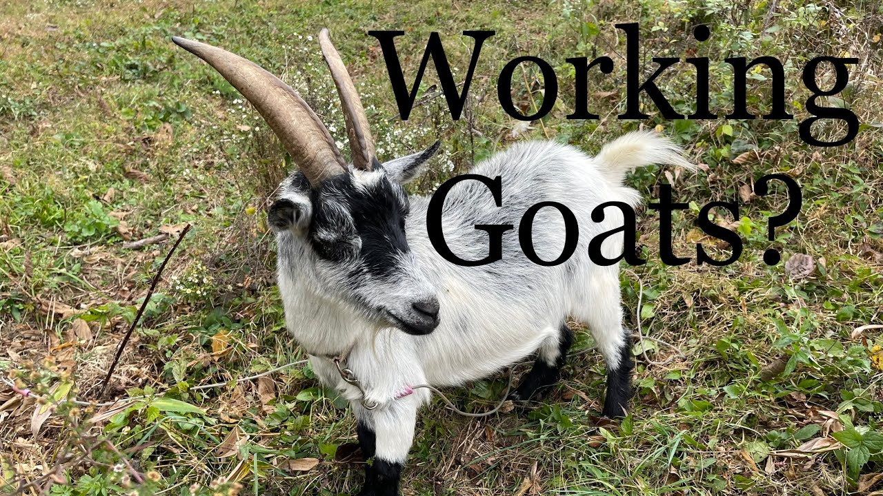 Why we got GOATS again ( will it work?)