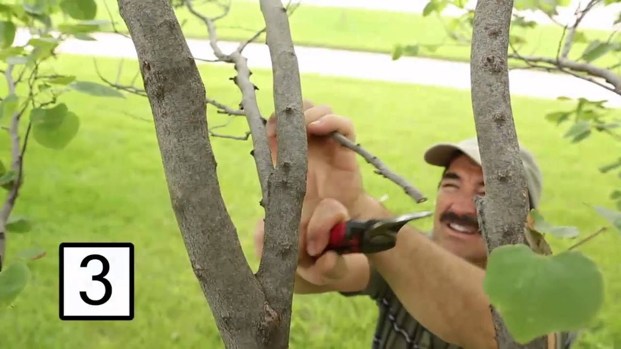 Summer Gardening Tips for Landscape Maintenance