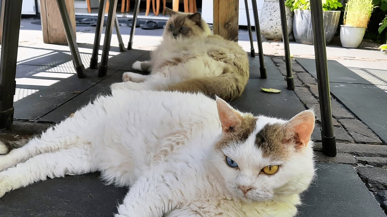 Funny Playing Cats on a Hot Summer Day