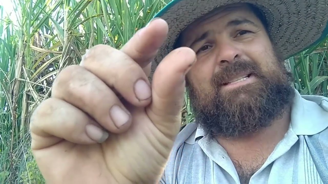 Plantando milho, saudade das vacas de leite 