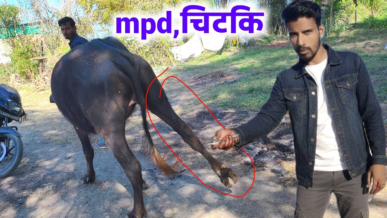 MPD ka opration kaise kare? चिटकि सुन शरण का इलाज | medial patellar Desmotomy| pashu ilaj 24 ||