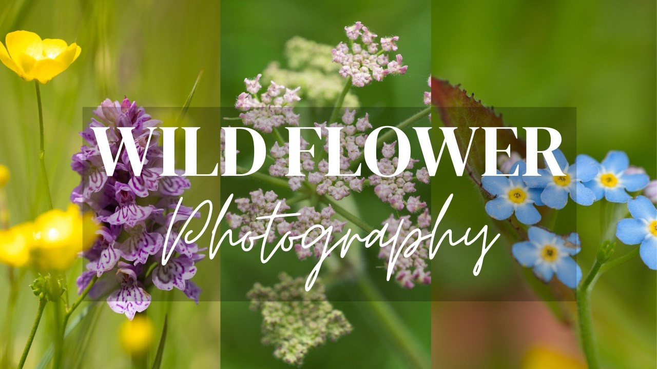 Wildflower Photography at My Local Nature Reserve
