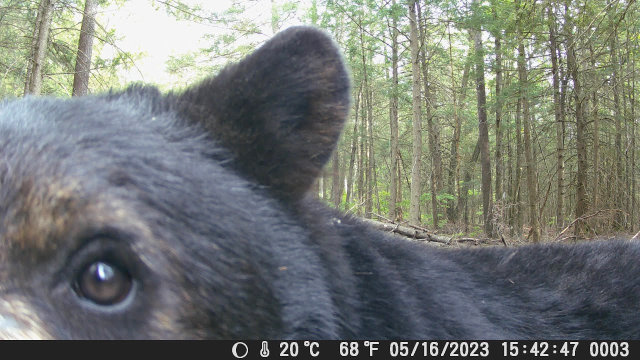 Trail Camera Highlights (Vermont wildlife)