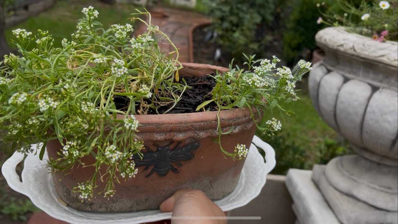 Peach Tree Pruning | Thrift Finds For The Garden 