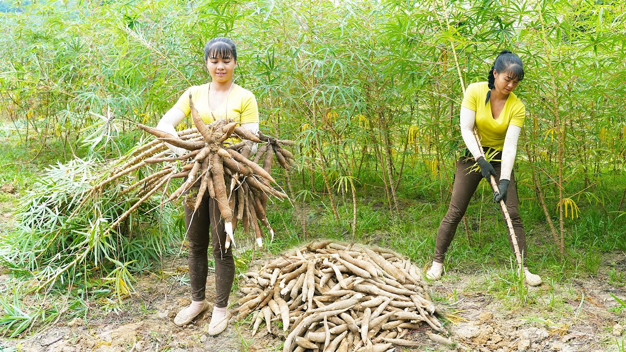 Use 3-wheeled Vehicle Harvesting Cassava Roots Goes To Sell To Villagers - Farm Life