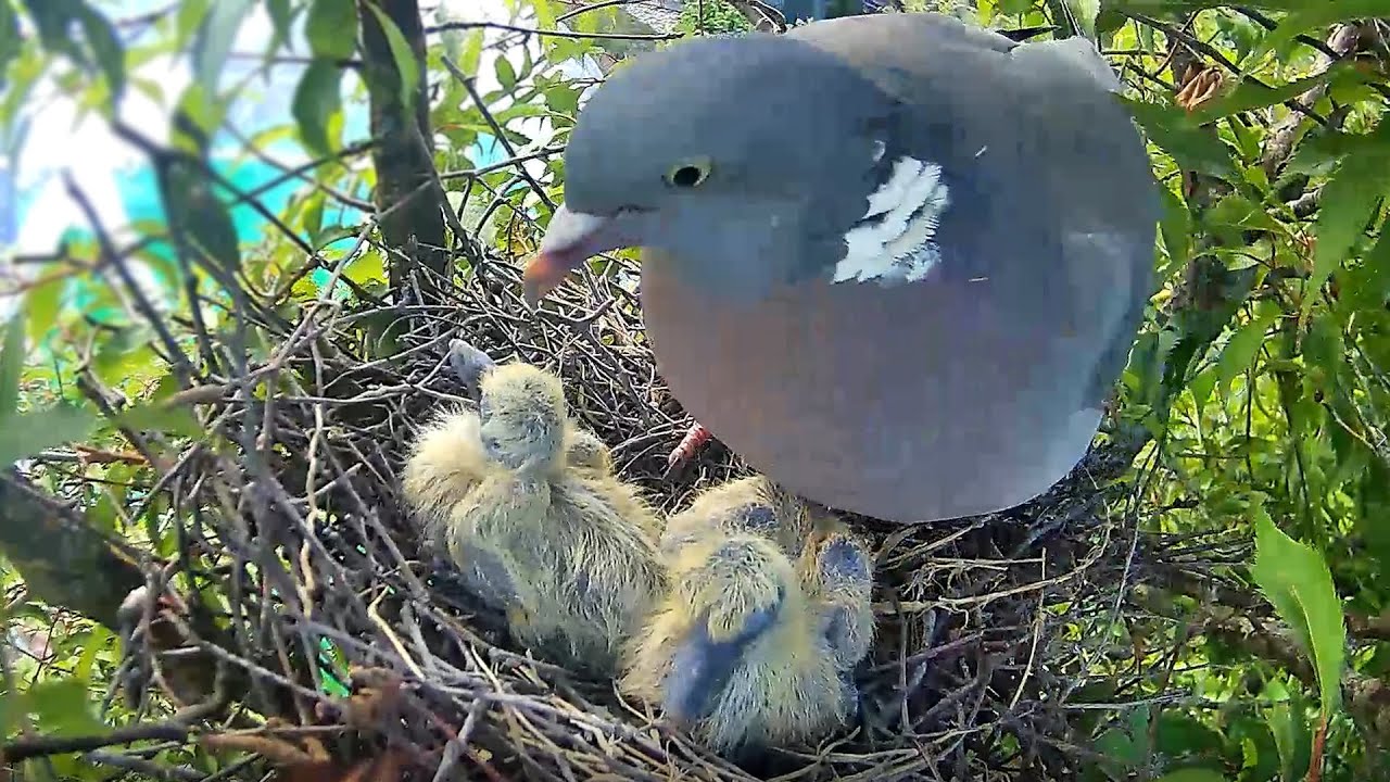 Wood Pigeon Nest Diary - Eggs, Chicks, Sadness and Success