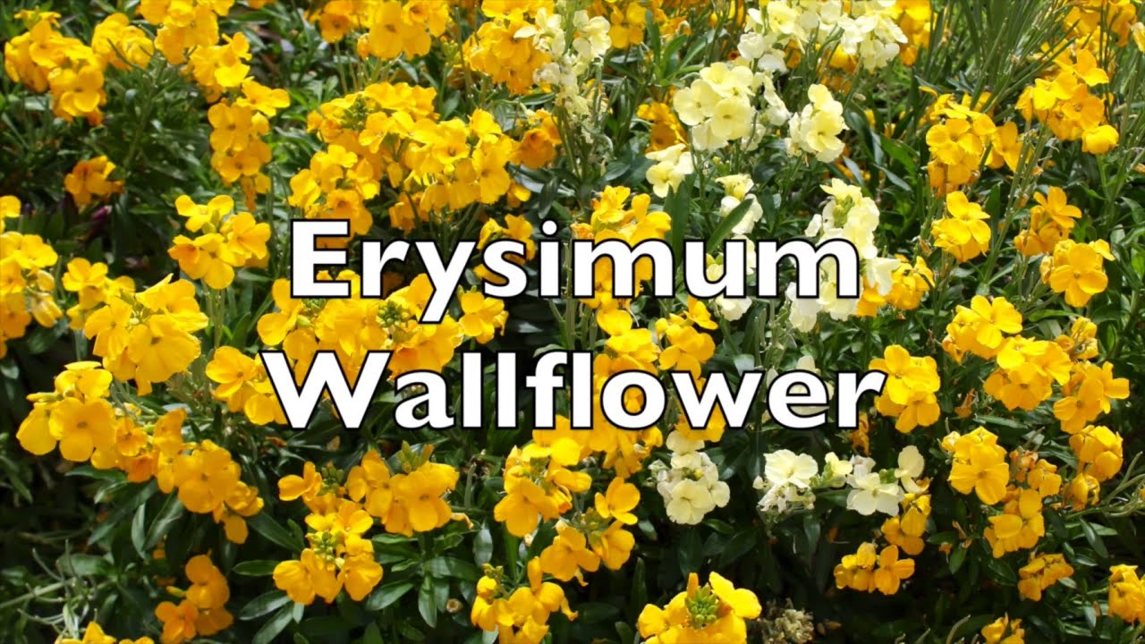 Erysimum Cheiri Wallflower fragrant yellow flowers in my walled garden uk Chieranthus