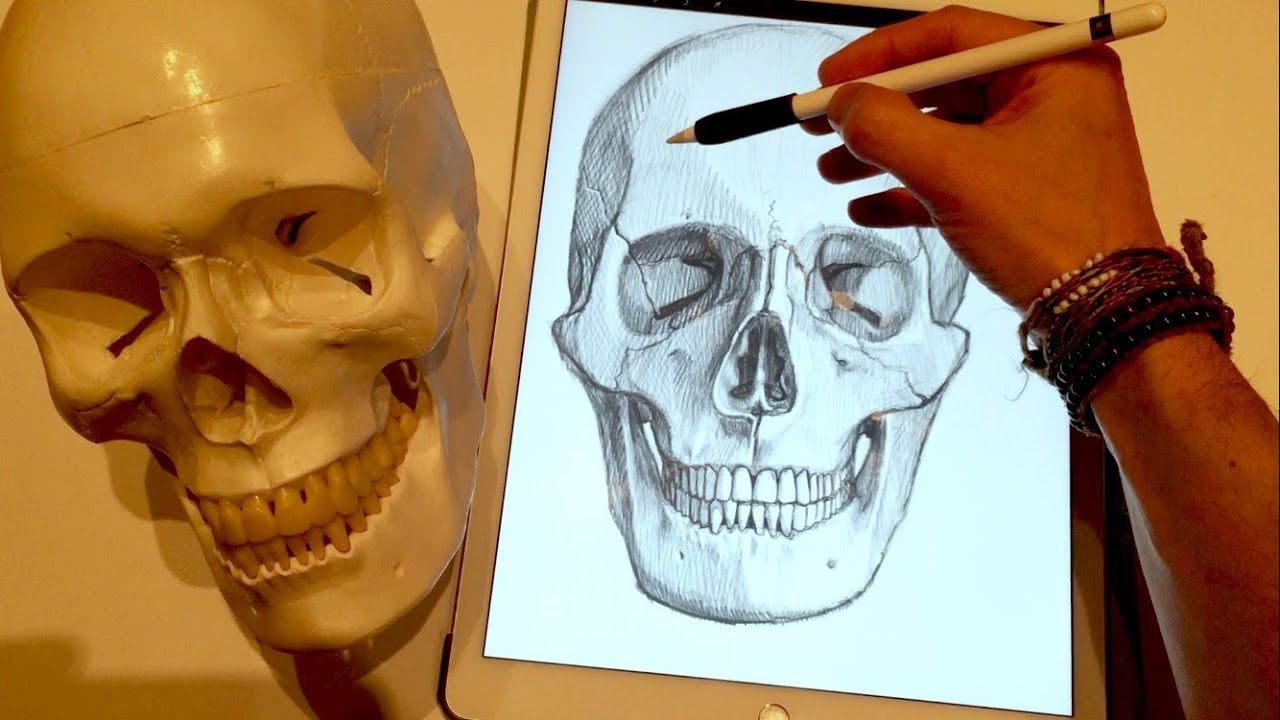 HOW TO DRAW A SKULL,  on iPad Pro with Apple Pencil