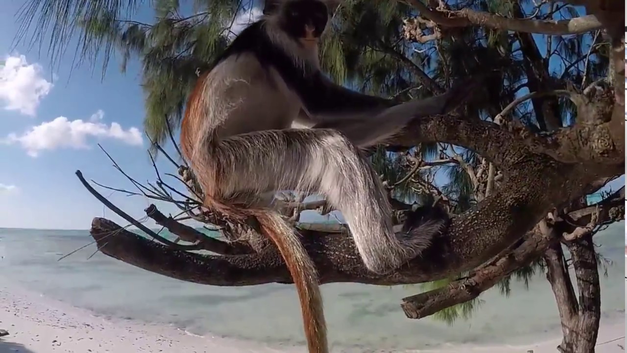 CORAL ROCK HOTEL | ZANZIBAR