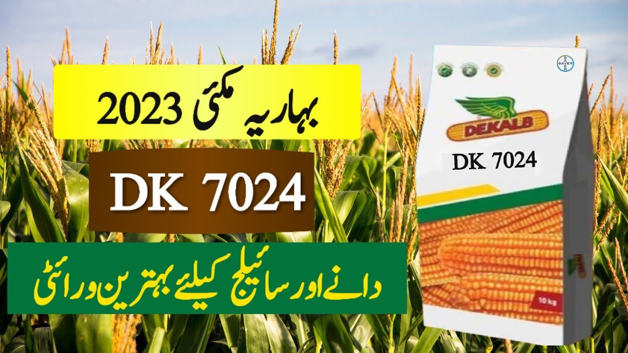 Salient Features of DK 7024 Hybrid Corn Seed||Crop Informer