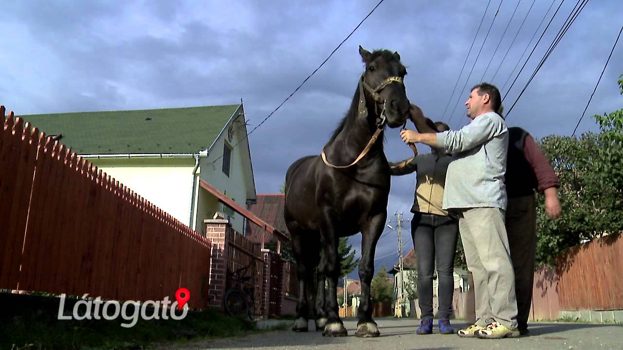 Látogató 2015_10_20 Csíkszentdomokos