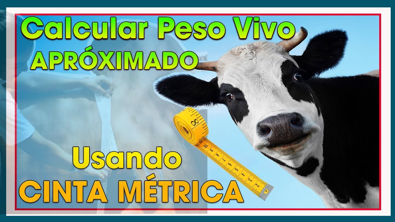 Bovinos cómo calcular peso vivo aproximado SIN BASCULA  | Ing. Jannin Hernández Blandón