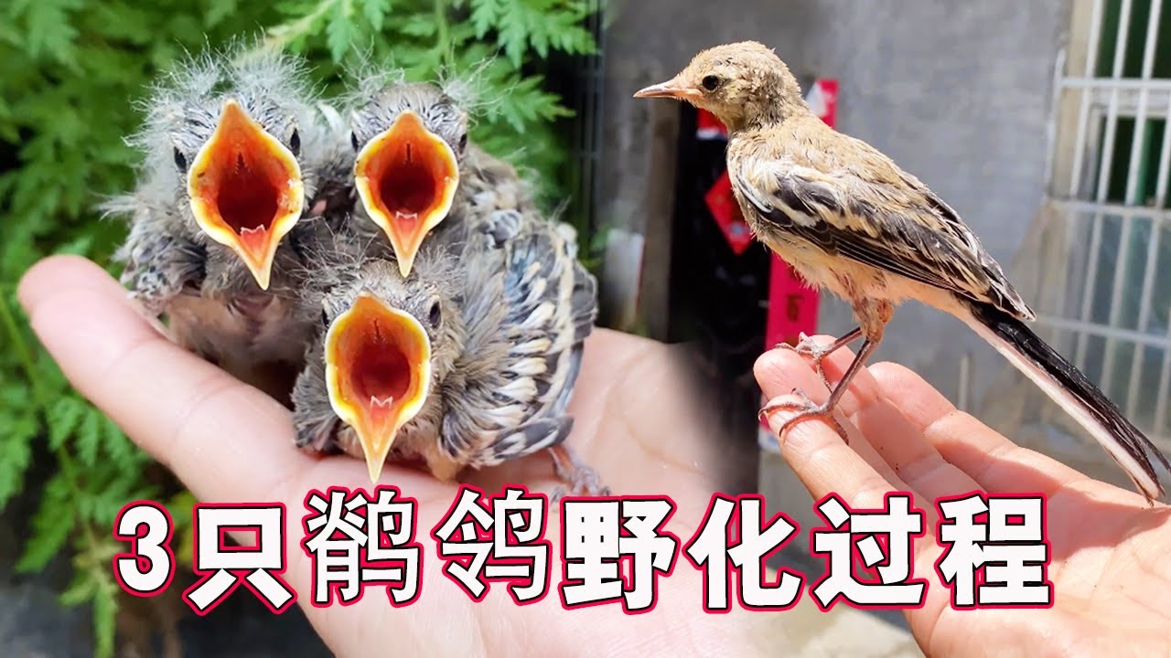 救助3只鹡鸰的完整过程｜从光屁股养到会飞，它们脾气还是这么暴躁【天下一场梦】