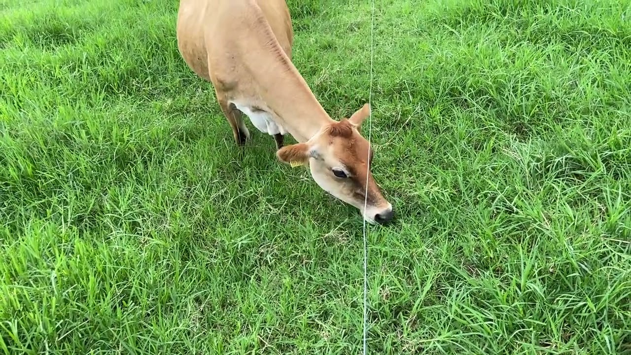 Qual a diferença dos capins Tifton 85 e Estrela roxa.