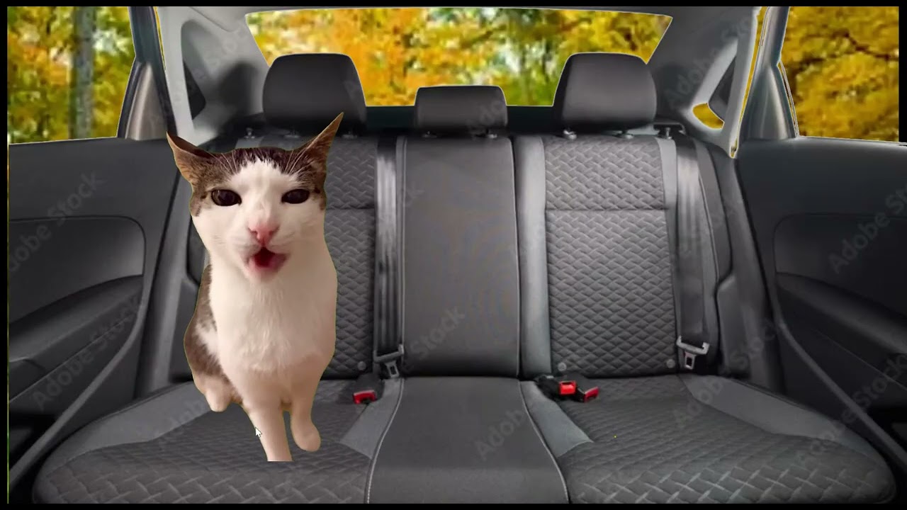 cat meme edit