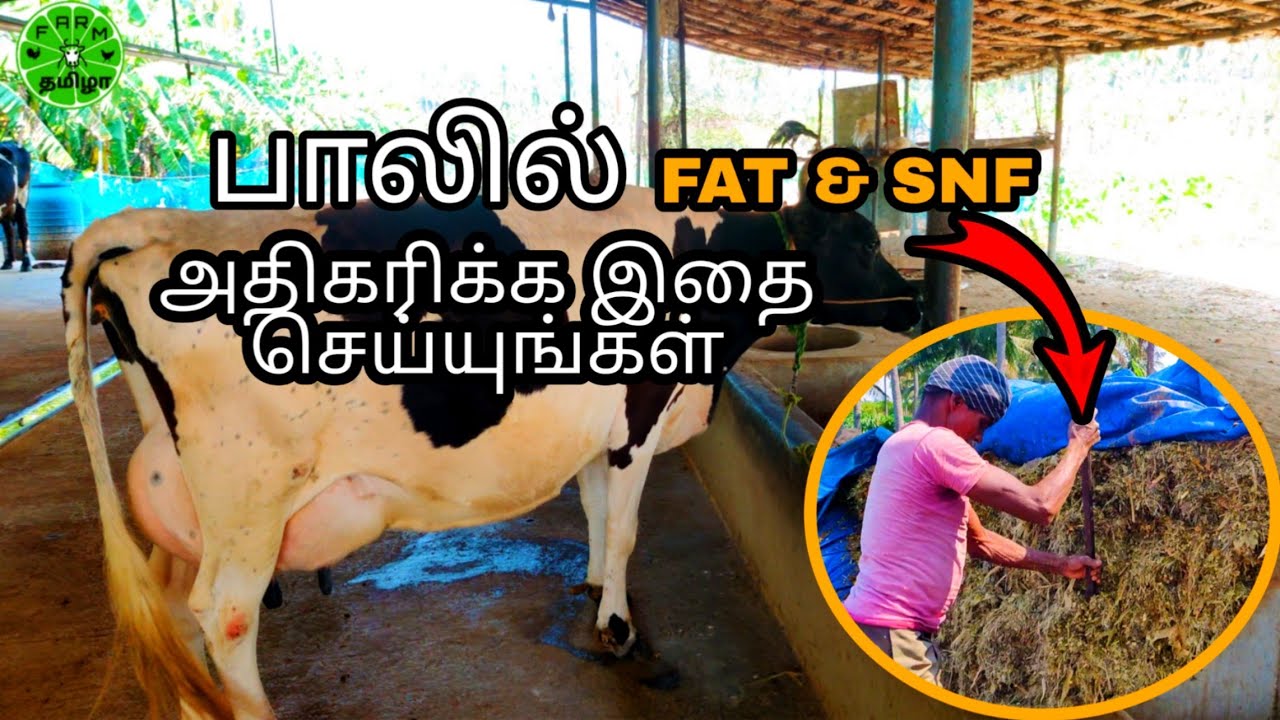 Dairy farm | பாலில் FAT & SNF அதிகரிக்க என்ன செய்ய வேண்டும் |