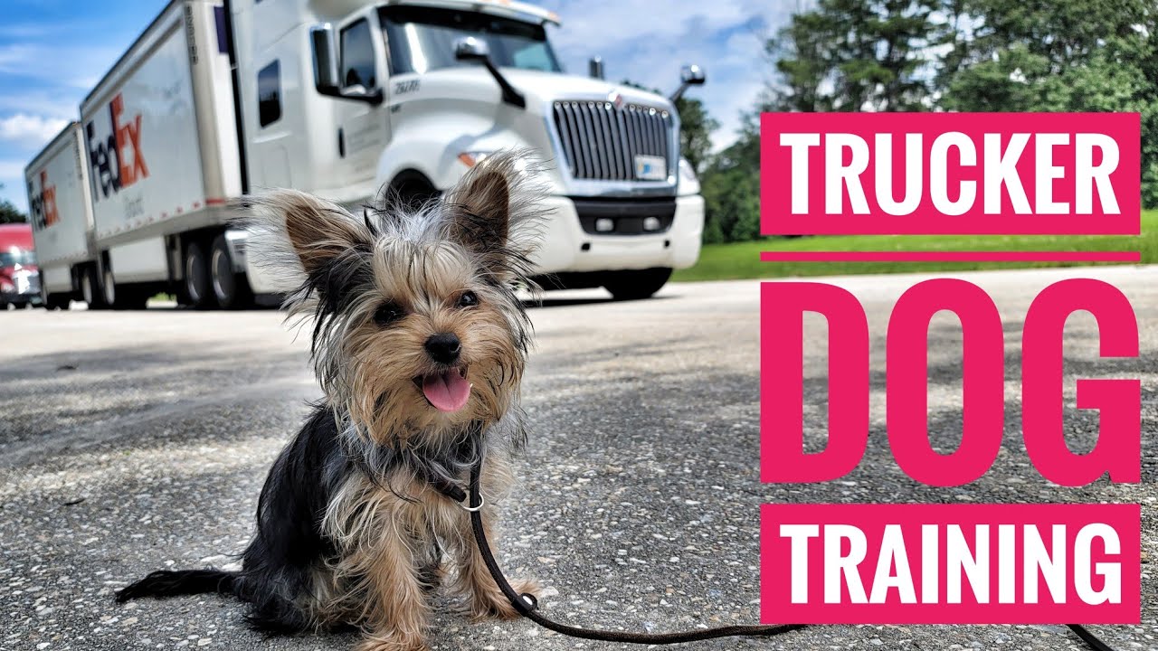 Training your PUPPY in a SEMI TRUCK | living in a semi |