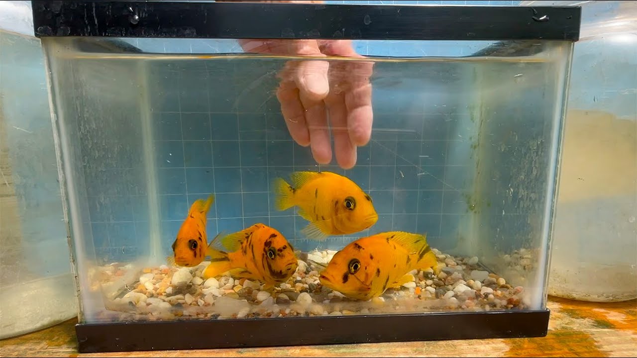 Canary OB and Gold OB Peacock Cichlids