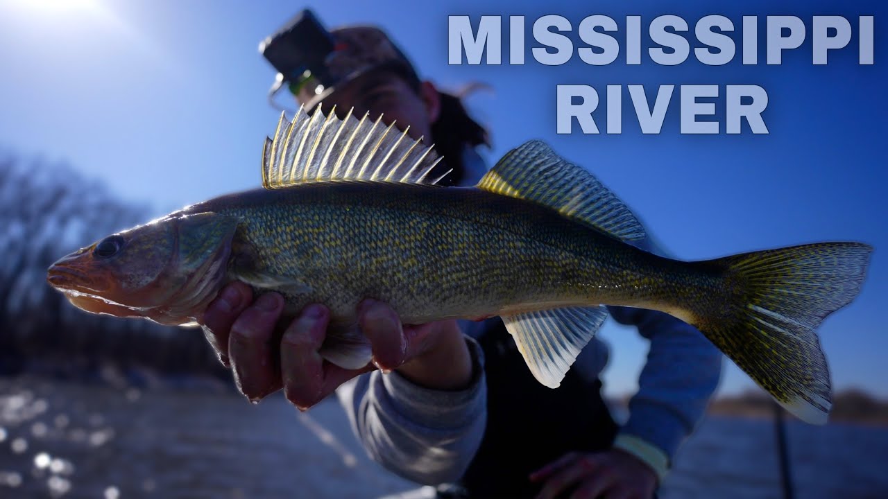 HAMMERING Spring Walleye on the Mississippi River!