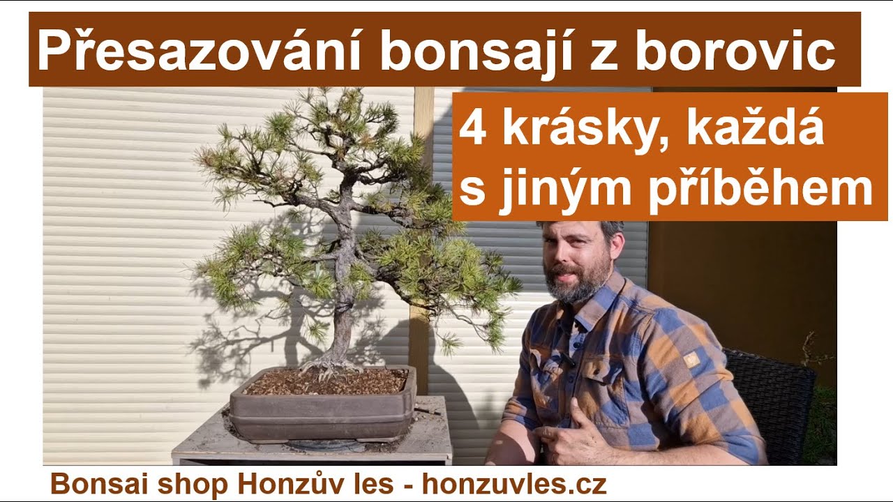 Přesazování bonsají z borovic - 4 krásky, každá s jiným příběhem