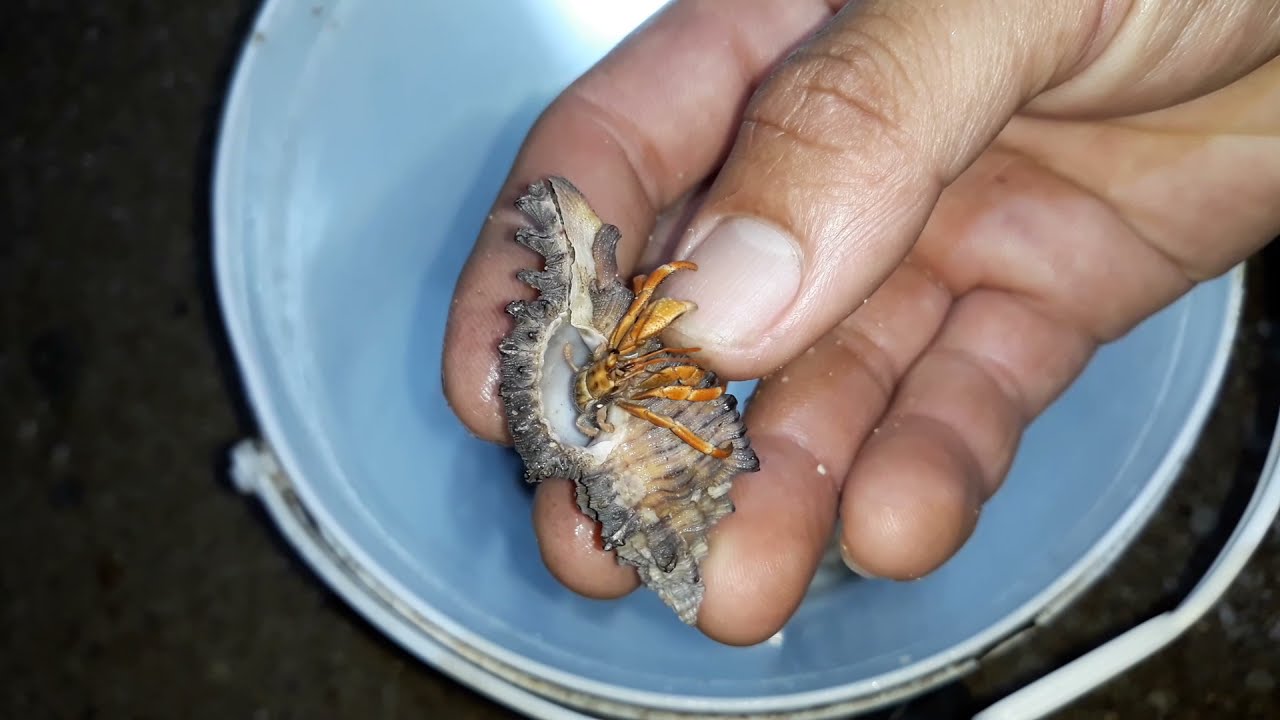 ĐI DỌC BỜ BIỂN BẮT ỐC MƯỢN HỒN ( Phần 4 ) / HERMIT CRAB / DÂN ĐẢO CỰC ĐÔNG VLOG