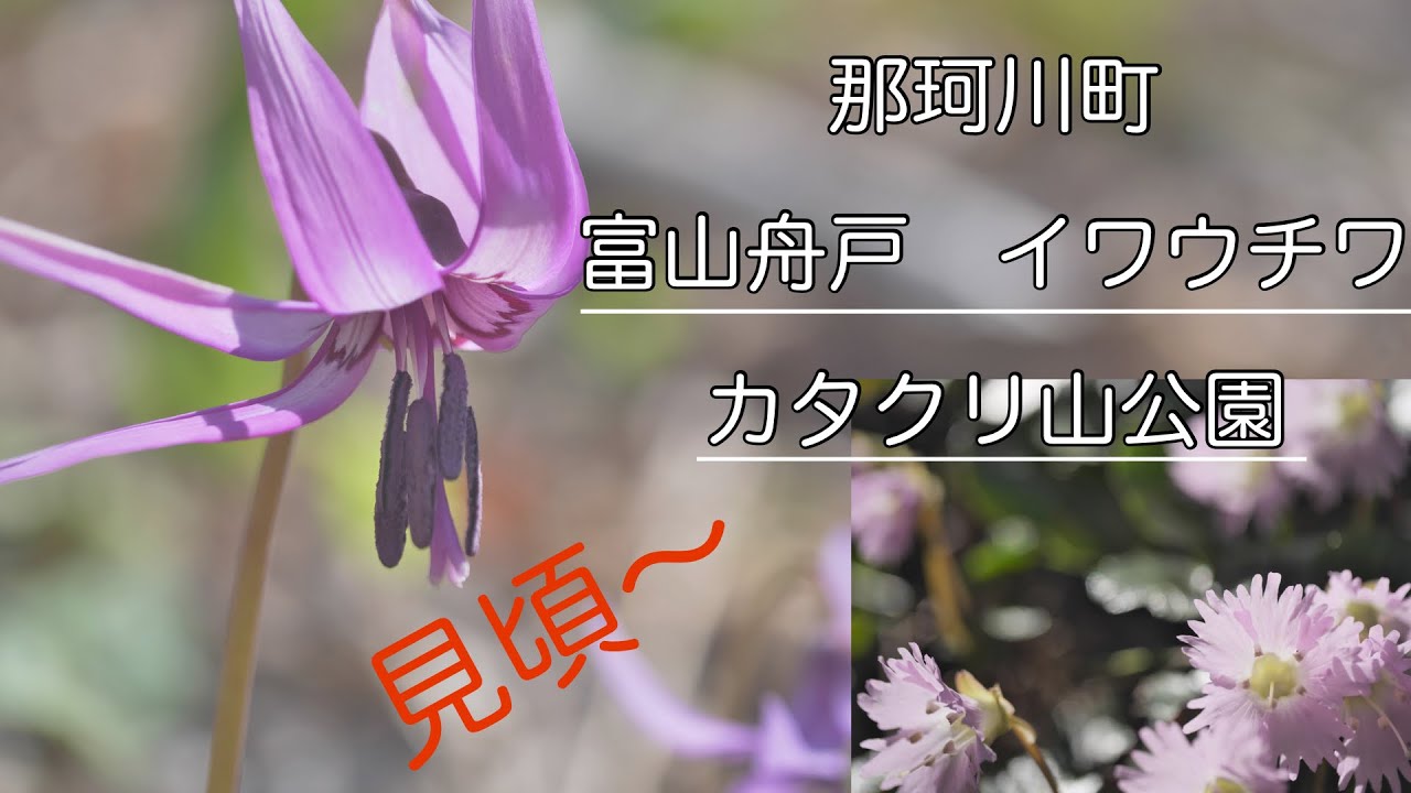 【富山舟戸イワウチワ】那珂川町の舟戸のイワウチワとカタクリ山公園　＃イワウチワ　＃カタクリ　＃那珂川町