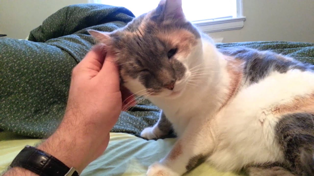 Sasami loves her ears rubbed