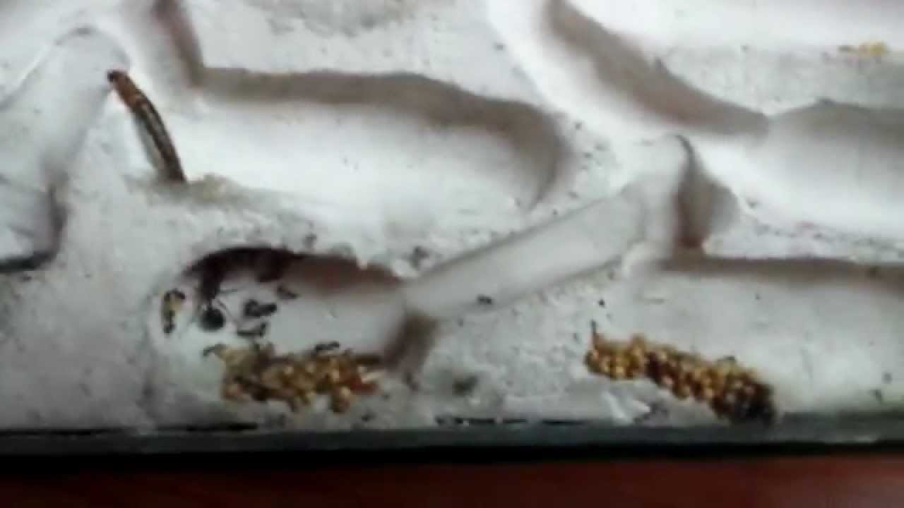 Ameisenfarm Messor barbarus #06 - Komplette Anlage