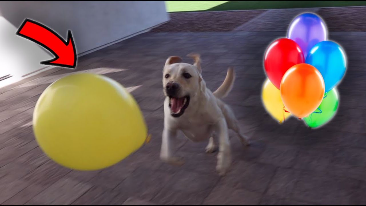 LABRADOR PLAYS WITH A BALLOON FOR THE FIRST TIME!!