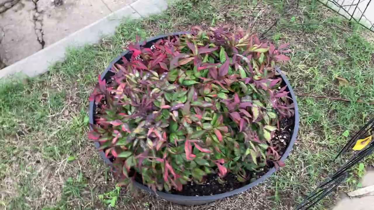 Early Winter 2026 Plant Tour/Update in the Garden of Usher
