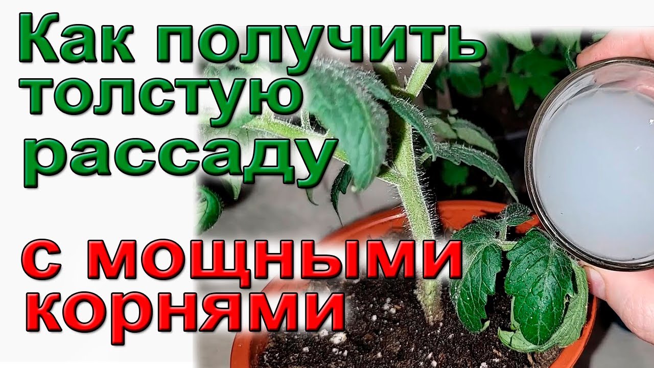 Правильное использование препарата Атлет.