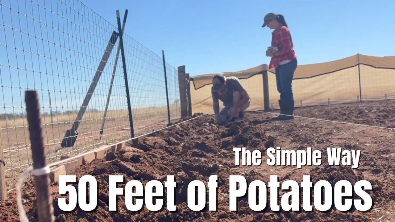 How We Plant 50 Feet of Potatoes in 5 Minutes | Simple, No Fluff Homestead Method