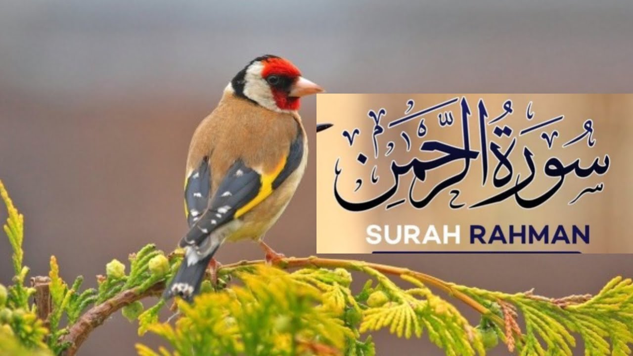Surah Ar-Rahman  Epc.0005| TheMost Beautiful & Heart Touching Quran Recitation for Peace ❤❤❤