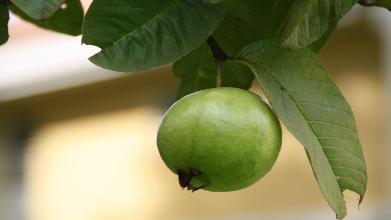 The Health Benefits and Uses of Guava Leaves You Need to Know 