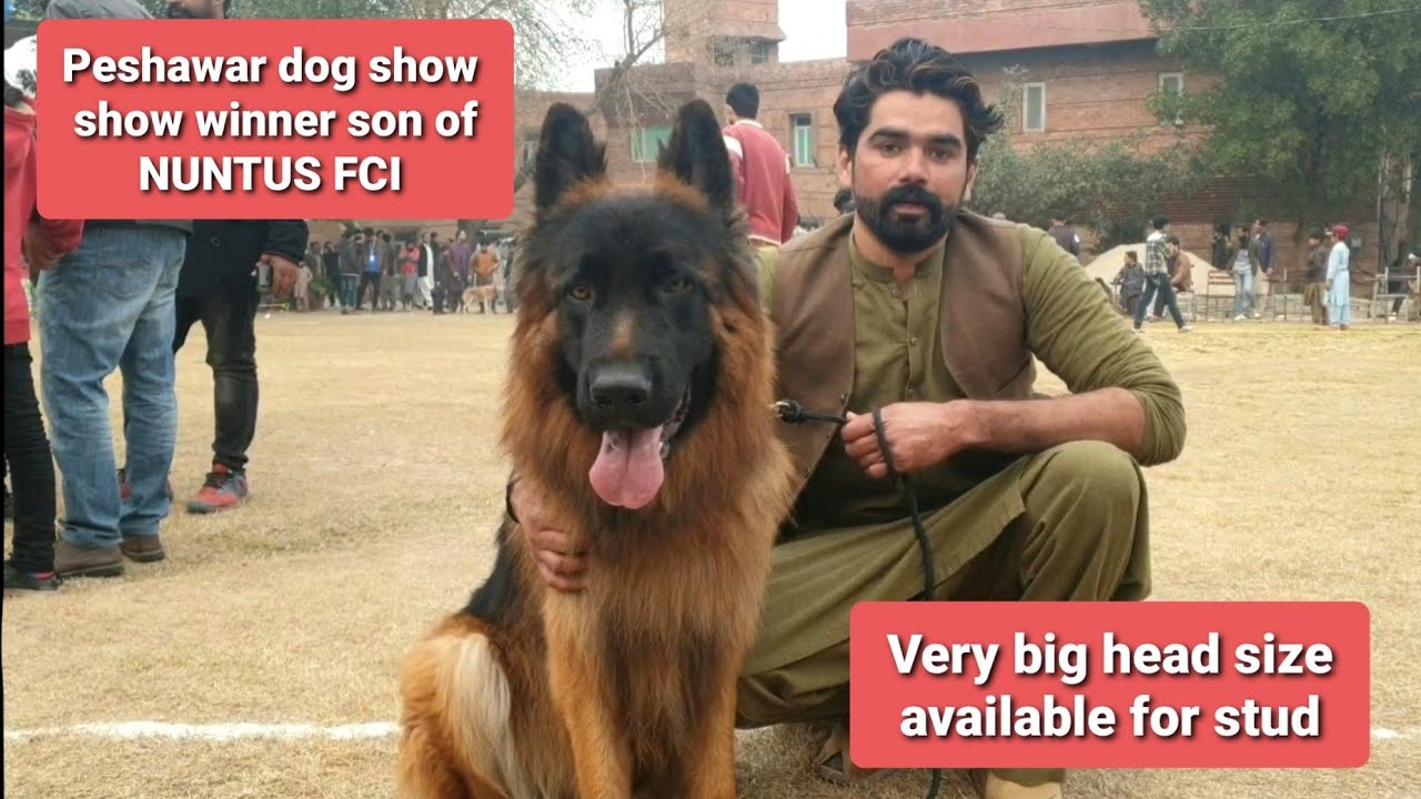 Peshawar Dog Show 🐕 ❤ 6 January 2022, German Shepherds pitbull and many more breeds.