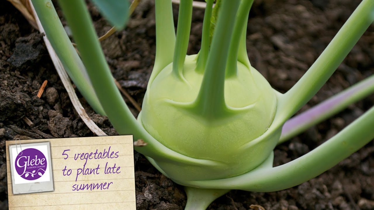 5 vegetables to plant late summer