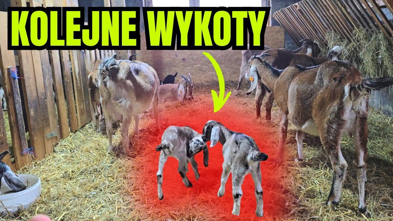 Obawialiśmy się tego... Kolejne porody! Wykoty kóz 2026