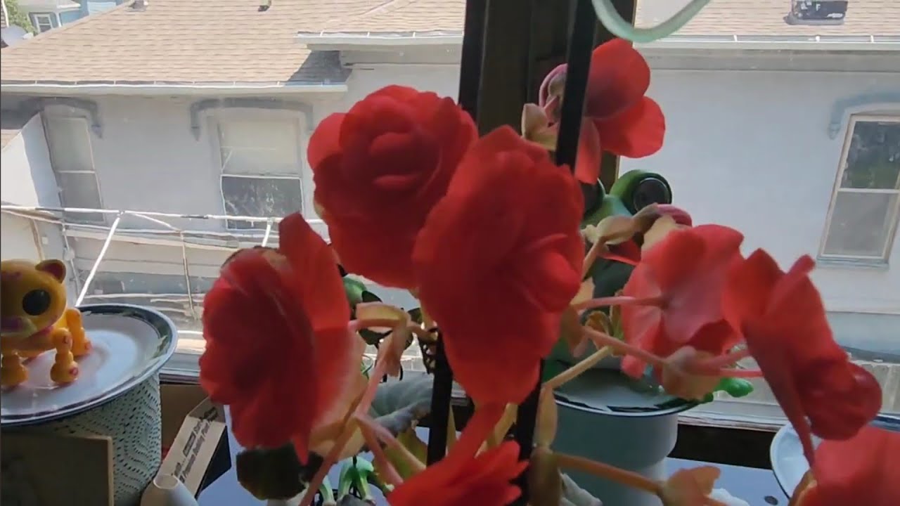 Begonia en Floración