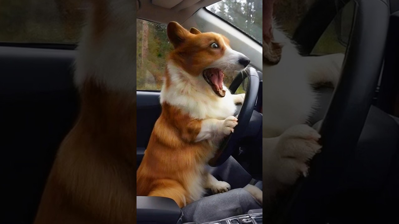 Cute dog driving car #dog #youtubeshorts #drivingcardog #shortpets #shots #animals #dogpet #dogshort