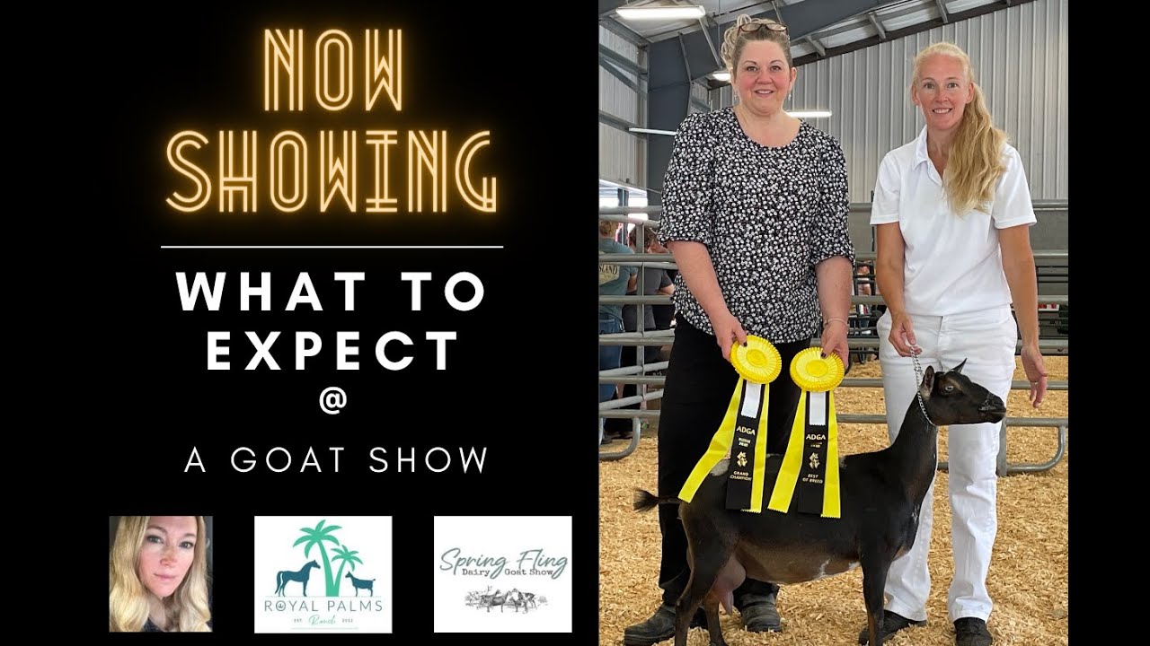 Winning at the Goat Show: Champion Nigerian Dwarf Show Goats