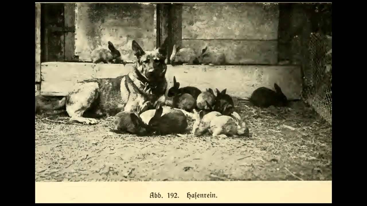 Antiguas Im&aacute;genes del Perro Pastor Alem&aacute;n