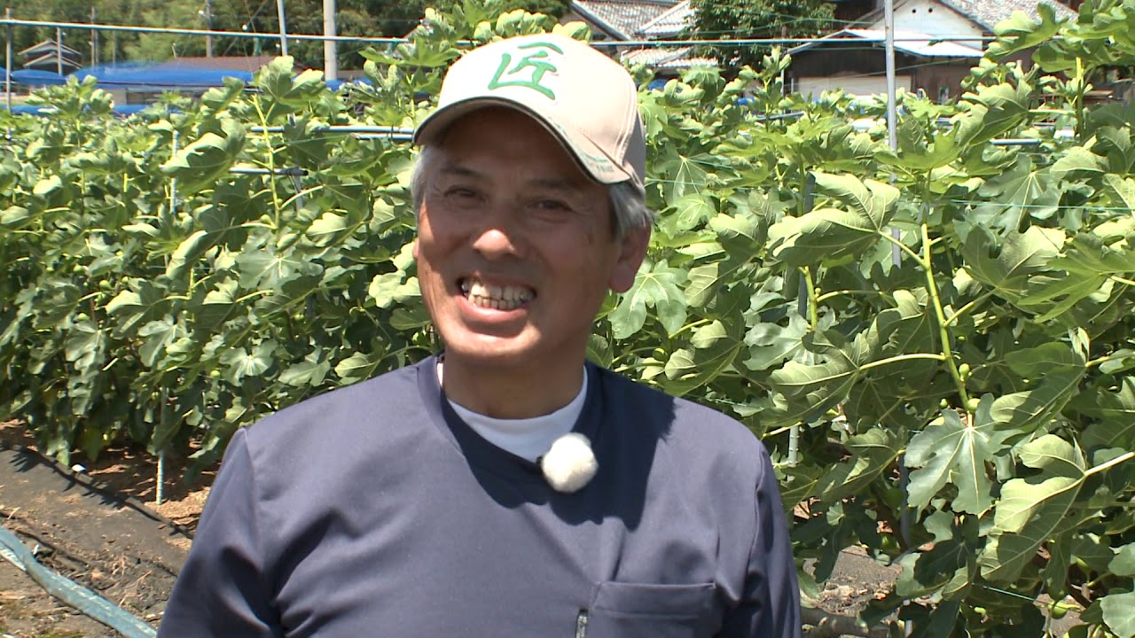 はじめて！園芸８月「いちじくの管理方法について」