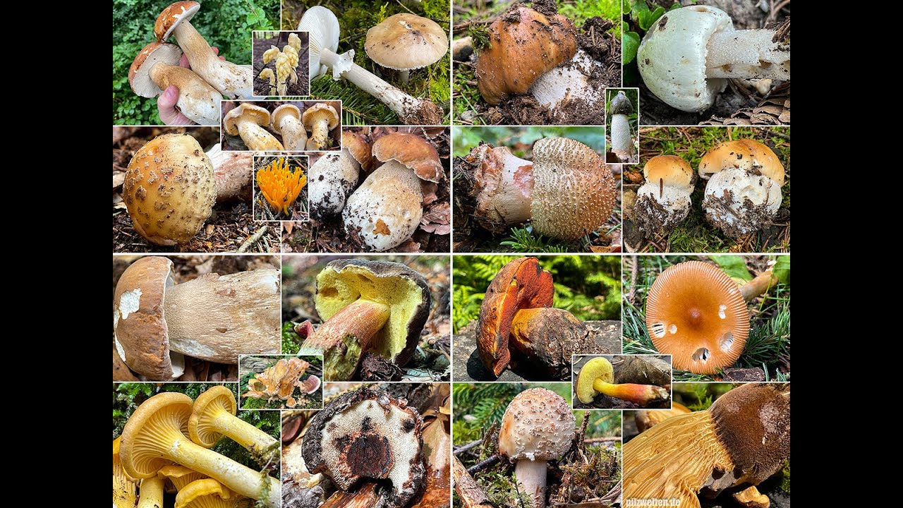 Pilze im Juli | Unsere Highlights aus der ersten Julih&auml;lfte | Sommersteinpilze, Pfifferlinge & mehr
