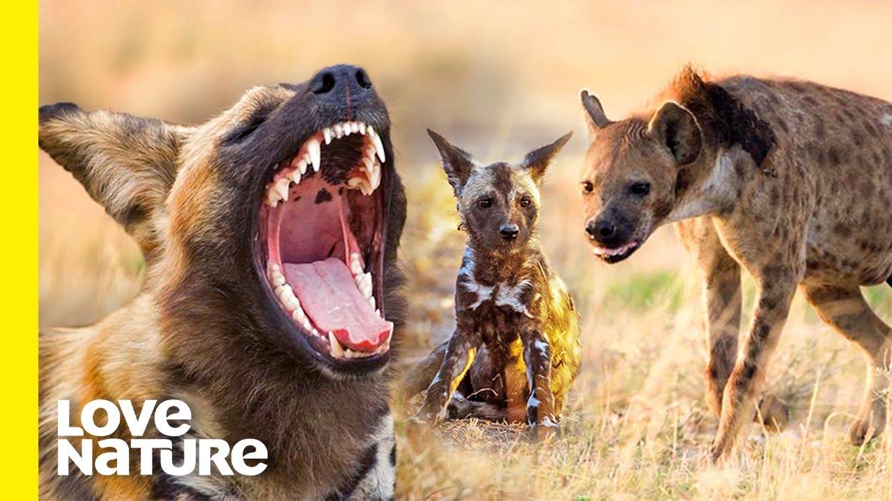 Wild Dogs Chase Off Hungry Hyenas to Protect Pups | Love Nature