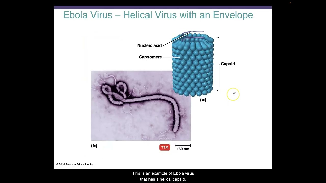 Virus part 1