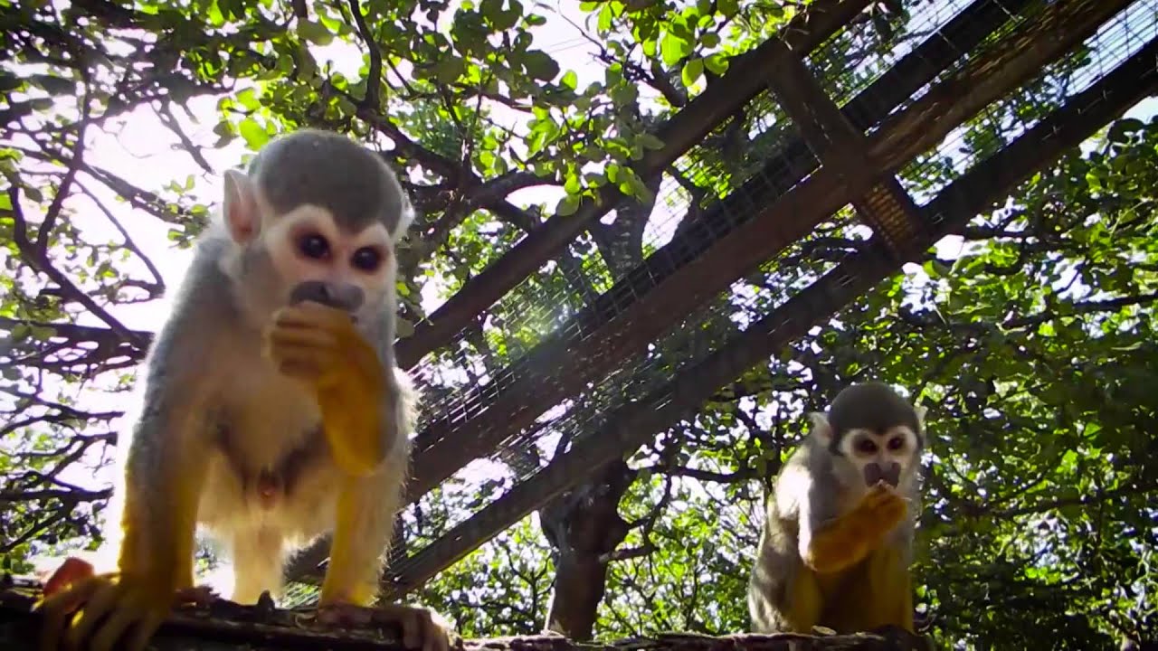 פארק הקופים - ביער בן שמן A monkey park